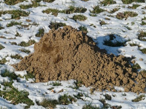 molehill mole earth