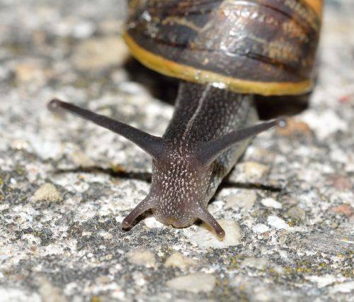 mollusc invertebrate snail
