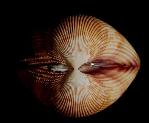 mollusk conch seashell