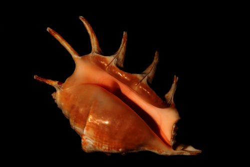 mollusk seashell conch