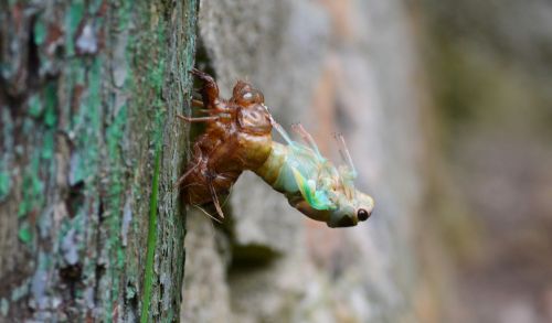 molting cicada in