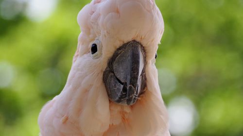 moluccan bird white