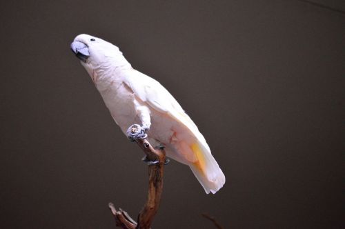 moluccan cockatoo cockatoo bird