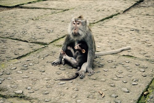 mom  baby animal  mother love