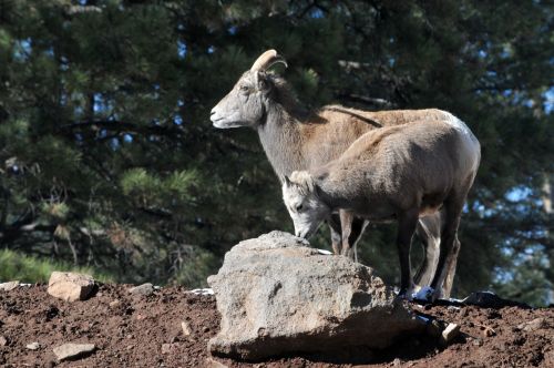 Mom And  Baby Goat