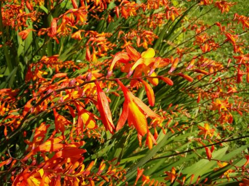 mombretia flowers have