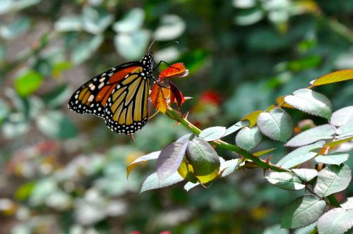 monarch monarch butterfly butterfly