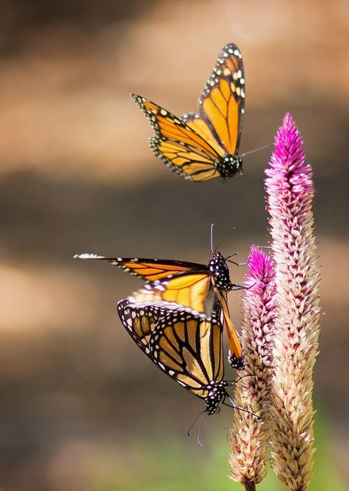 monarch butterfly flight