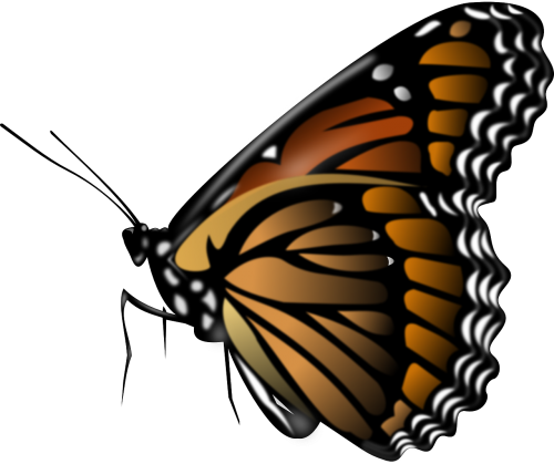 monarch butterfly insect