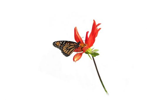 monarch butterfly dahlia