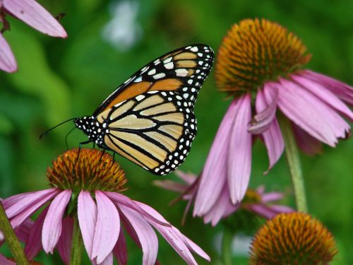 monarch echinacea butterfly