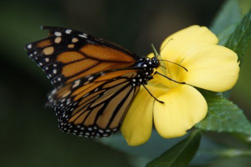 monarch butterfly orange