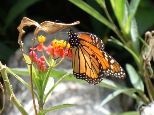 monarch butterfly milkweed