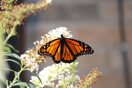 monarch butterfly flower