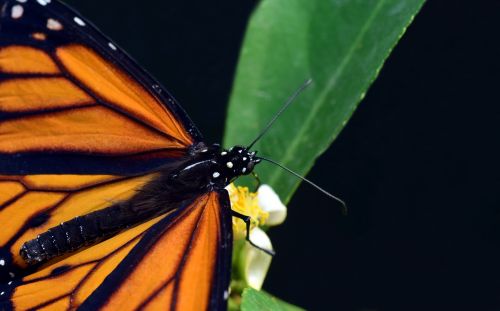 monarch butterflies wing