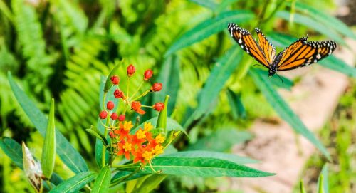 monarch butterfly flower