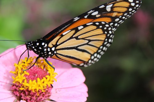 monarch  butterfly  zinnia