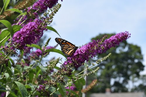 monarch  butterfly  fly