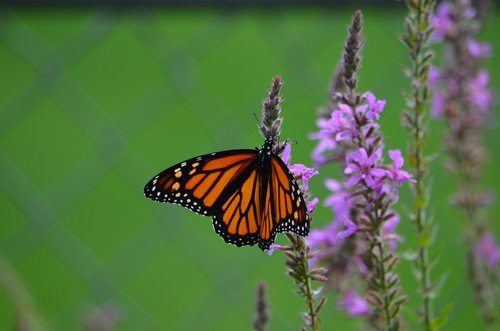 monarch  butterfly  orange