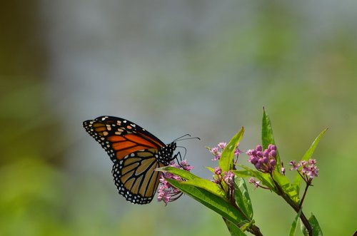 monarch  butterfly  flowers