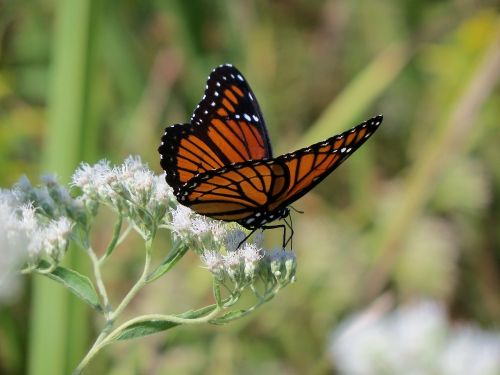 monarch butterfly insect