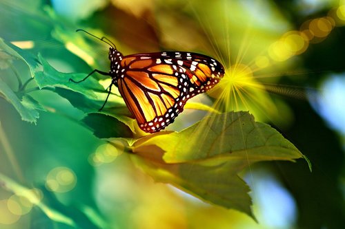 monarch  butterfly  light