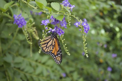 monarch butterfly orange