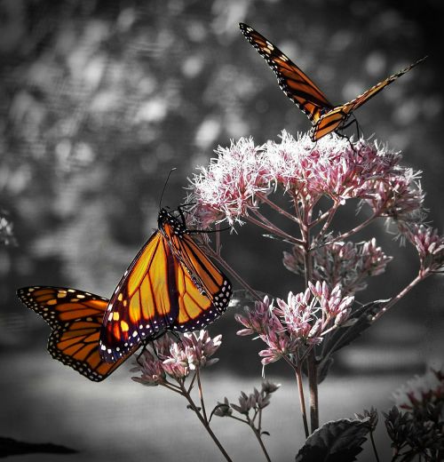 monarch butterfly forest flower