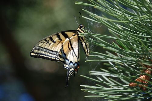 monarch butterfly pine needles