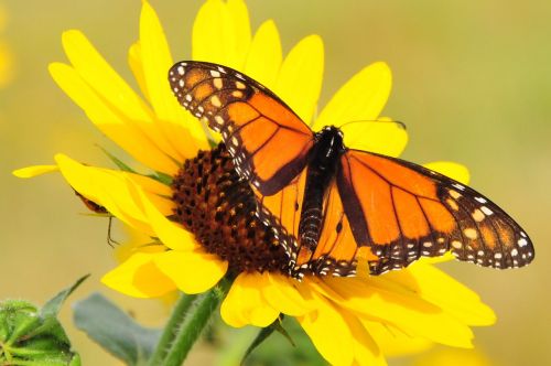 monarch butterfly macro