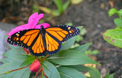 monarch butterfly macro