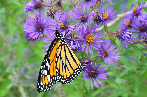 monarch butterfly macro