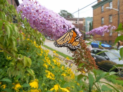 Monarch Butterfly