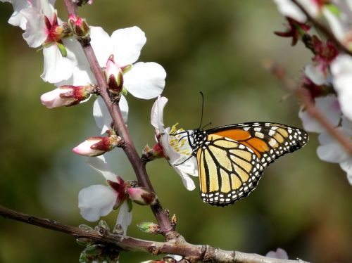 monarch butterfly wanderer almond blossom