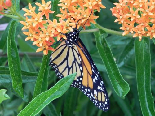 monarch butterfly milkweed butterfly