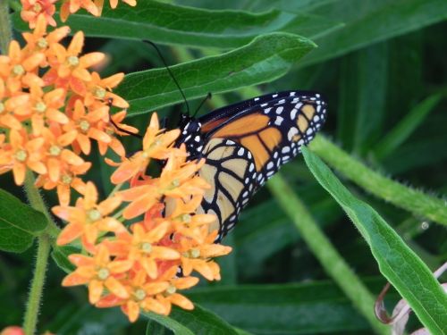 monarch butterfly milkweed garden