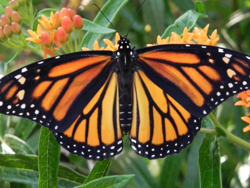 monarch butterfly orange flower insect