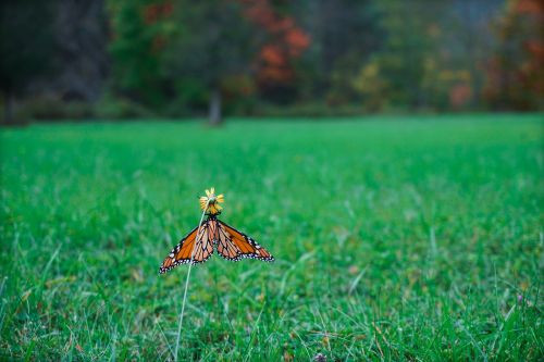 monarch butterfly butterfly fall