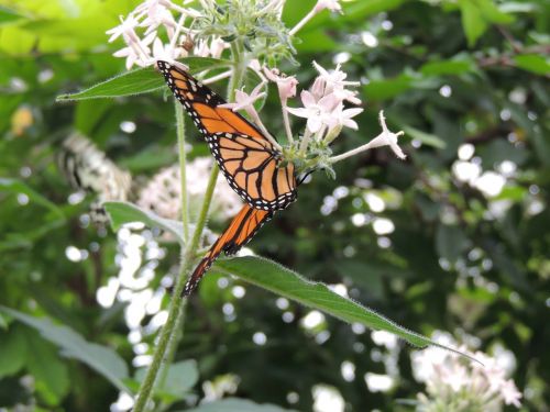 monarch butterfly danaus plexippus butterfly