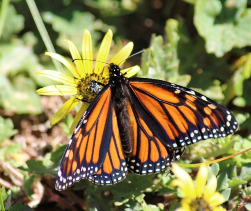 monarch butterfly  feeding  nectar