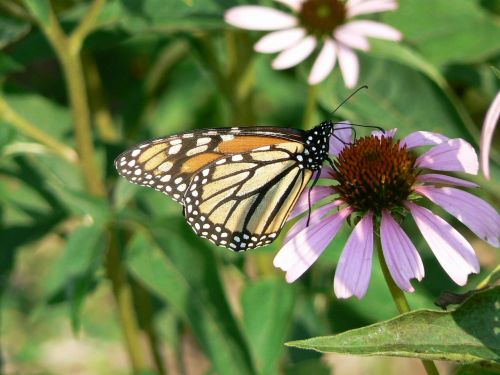 monarch butterfly coneflower danaus plexippus