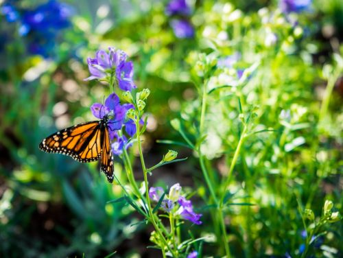 monarch butterfly purple flower orange