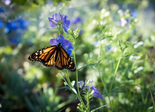 monarch butterfly purple flower orange