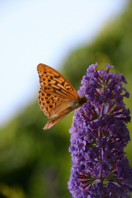 monarch butterfly flower pollinating danaus plexippus