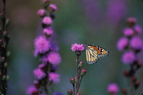 monarch butterfly flower blazing star