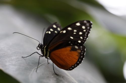 monarch butterfly butterfly tropical