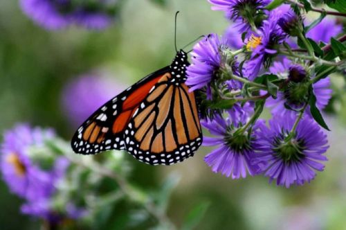 monarch butterfly flower blossom