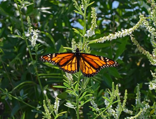 monarch butterfly on sweet clover butterfly insect