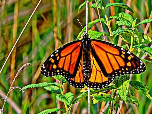 Monarch Butterfly Painting