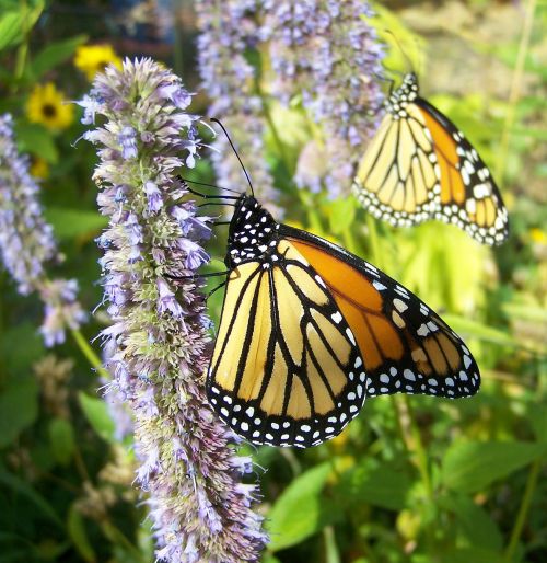 monarchs flowers nature